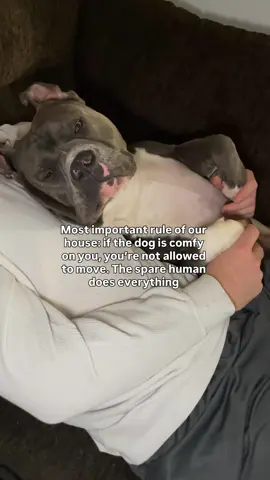 Yes, I’m the spare human and I always have to get up and do things without disturbing Hippo 🥹🥰#americanbully #dog #doglove #funnydog#dogparents #dogcontent #doglovers #funnydogs #dogowner #dogs #doghumor Dog life, dog humor, dogs, funny dogs, cute dogs