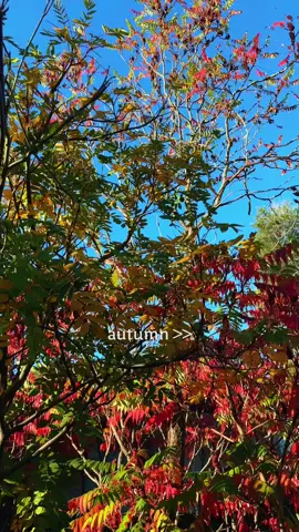 Over the last six months, I’ve been walking between 15,000 and 20,000 steps a day — about eight miles, every single day. Autumn’s easily my favorite time for it. Cool air, quiet mornings, and the girls don’t seem to mind tagging along either.  Some days fly by, others drag, but autumn… autumn makes every step worth it.  It’s not just about burning calories. It’s about movement. Momentum. Getting out of your head and into your body. When I first started, ten thousand steps felt impossible. Some days it was everything I had in me just to hit that number. But like anything else, it got easier — and when it did, I pushed for more. Now those walks clear my head, help with recovery, and keep my metabolism firing even on rest days. If you’re watching this thinking ten thousand is out of reach — that’s exactly where I started. Start with what you can. Build from there. You’d be surprised how much your life changes when you just… keep walking.  I’ve got room for 9 more people — but not just anyone. I’m looking for the ones who are sick of feeling stuck, ready to stop talking about change and start living it. Dm me  “CHALLENGE”  if you want a personalized plan to help you lose up to 15lbs!  #gymmotivation #FitnessTransformation #WeightLossJourney #ISSA #personaltrainer 