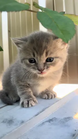 #funnycatsoftiktok😂😂😍cute #kitty #cats #kittens #fyp               