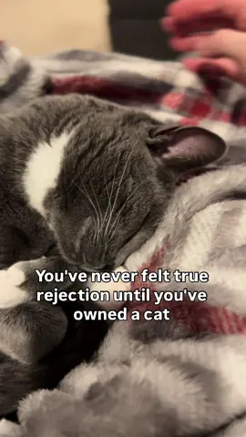 You have never known rejection until you have a cat  #catmom #catsoftiktok 