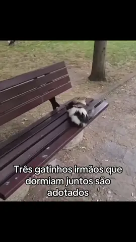 Os animais são muito lindos#animais #foryou #fyp #fofo 