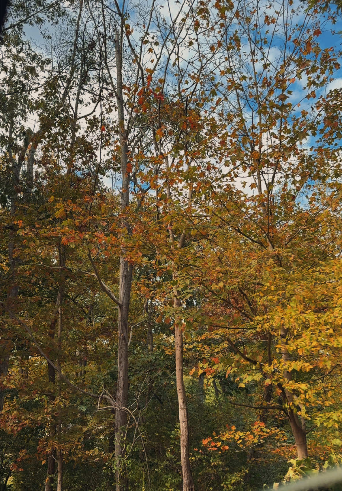 #fall #labradorretriever #happy 