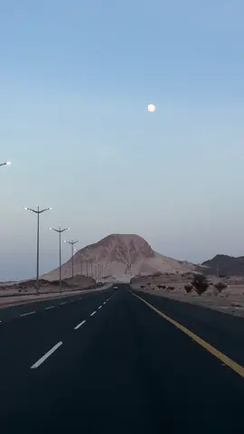#بيشه 
