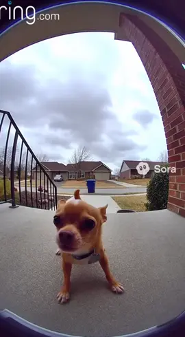 ??? . . . . . #sora2 #sora #openai #ia #ai 