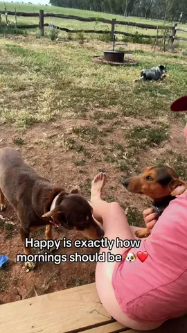 Doggos make every morning the bestest morning ❤️ 