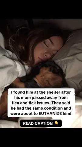 I thought I was adopting a happy puppy… but found a tiny survivor, hours from being put down 💔 His mom and siblings died from flea infestations, and they said he’d be next. 😢 My holistic vet stopped me: “He’s not beyond saving.” She gave me BugMD natural Flea & Tick Spray, made with oils that kill fast without harming the skin. 🌱 3 weeks later, he was healthy, shiny, and playful again 🥹 🌿 BugMD + natural grooming changed everything.  👉 Amazon link in bio for my vet’s plan.