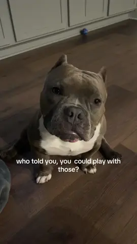 STATE? #puppy #dogsoftiktok #dog 