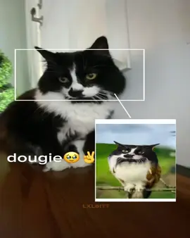 Filler edit.. of my cat 🥹✌️ sorry I haven’t been posting guys🫩🫩🫩 / song credits: @allure / #foryoupage#fyp#edit#jugg#cat / @★➳𝐒𝟎𝐍𝐈𝐗➳★ @༓☾⛧ᴍᴏᴏɴ⛧☽༓ @𝗱𝗮𝘆𝗮 @mxxndropz @Miikiomii 