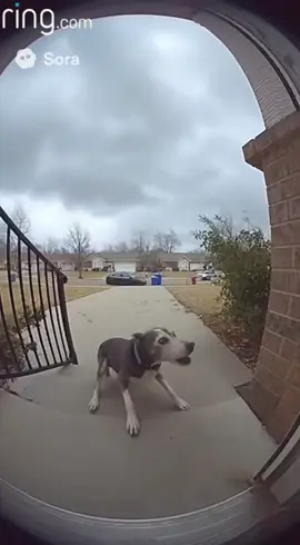 #dog #tornado #fyp #fyf #xyzbca 