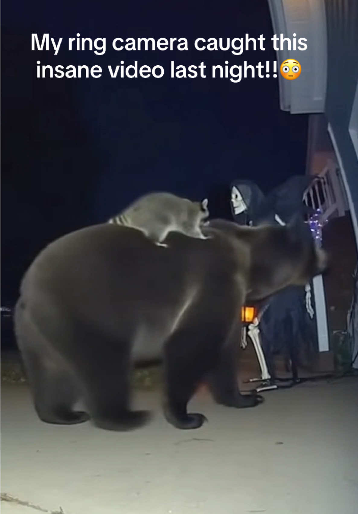My ring camera caught this crazy video last night of this raccoon and bear getting scared by my Halloween decorations!!😳😂 #ringdoorbell #raccon #bear #fyp #viral 