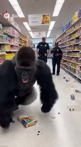 Gorilla mad #sora #ai 