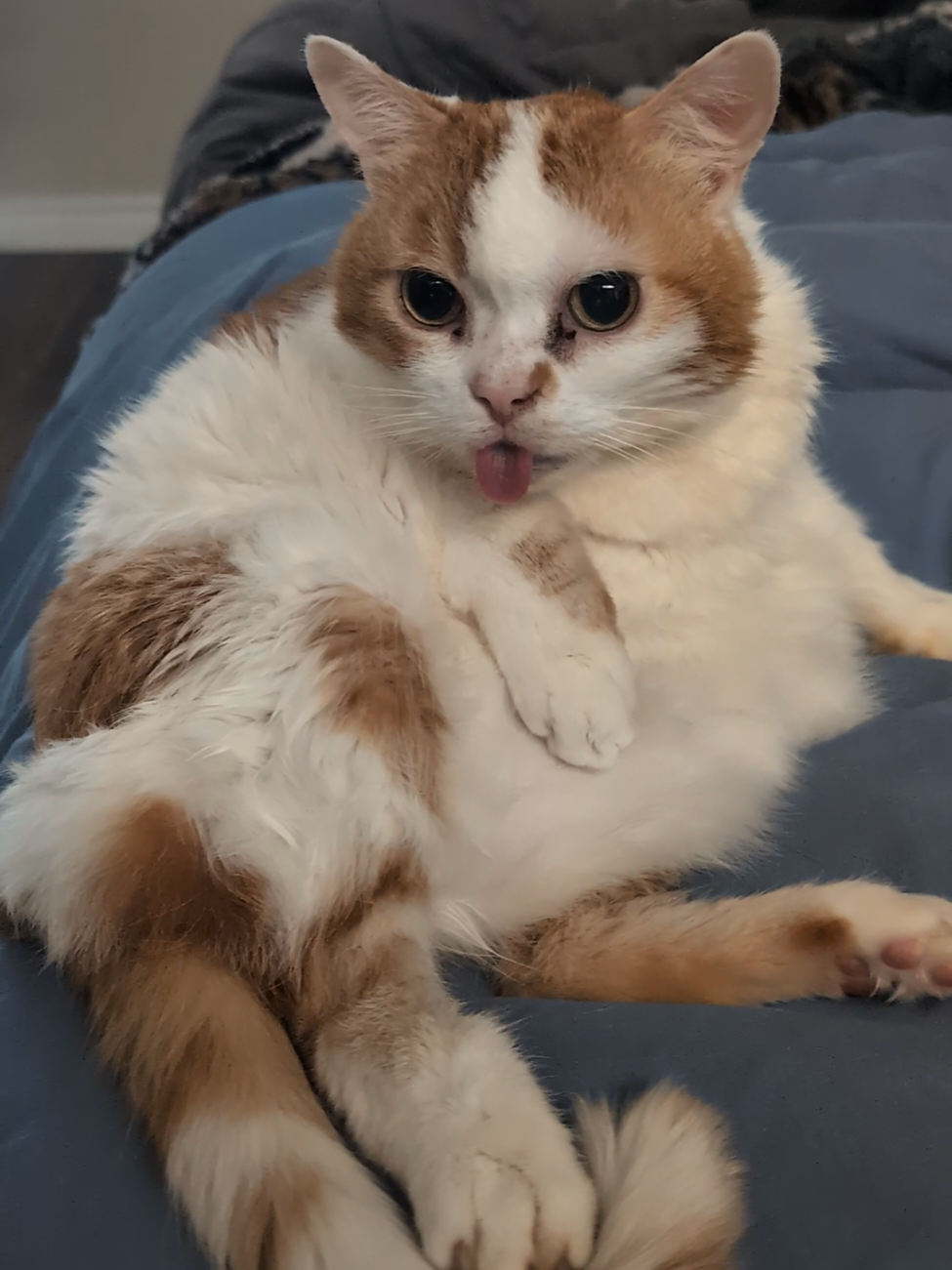 It's tongue out Tuesday everyday around here 🤪