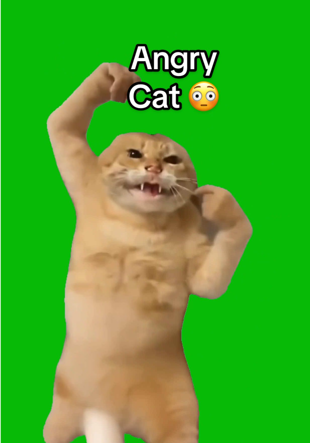 Angry Karate Cat meme green screen capcut template #karate #cat #catmeme #memeoverlay #CapCut 