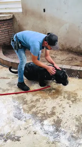 #pantera #🐈‍⬛ #tik_tok #gatito #paratiiiiiiiiiiiiiiiiiiiiiiiiiiiiiii 