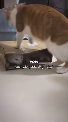 #catsoftiktok 