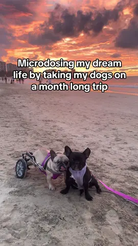 Forever dreaming about la isla del encanto 🥺 #fyp #parati #travelingwithdogs #disableddog #rescuedog 