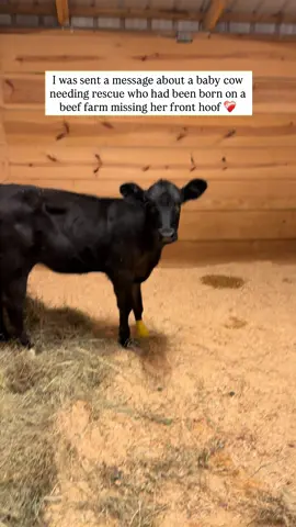 Look who’s here! 🐮  Our little princess has arrived safe and sound and we are so happy to welcome her! She’s getting settled in and already doing so well. It’s been a relatively easy transition and she seems to fit right in. She’s even found a bestie and it’s been one day (more on that to come). Thank you all for making this happen for her. Animals like this are so overlooked because it’s hard and uncommon to put the time, money and energy into saving their lives. But they all want to live and they are all worth it. As she grows there will be so many things that she’ll need. She will be getting a custom prosthetic to make sure she has the support she needs to get around as safely and comfortable as possible.  Please consider donating to her rescue, she’s such a sweet angel and I’m so glad she ended up here. Foreverland first ever cow resident! 😭 Donations can be made on: 🐮PayPal- Foreverlandfarm@gmail.com 🐮Venmo- @foreverlandfarm  🐮Zelle- foreverlandfarm@gmail.com  . . . . #animalsanctuary #fortheanimals #sanctuary #animalrescue #savedfromslaughter      
