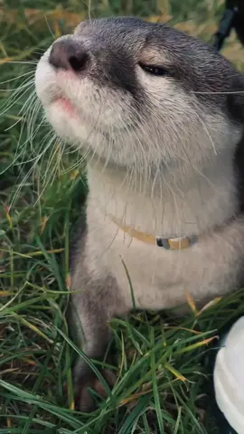 Otter (berang-berang) adalah hewan mamalia semiakuatik yang hidup di air dan darat. Mereka dikenal cerdas, lincah, dan pandai berenang dengan tubuh ramping serta bulu tebal yang tahan air. Otter sering ditemukan di sungai, danau, atau pesisir laut, dan makanannya utama berupa ikan, udang, serta hewan air lainnya. Hewan ini juga terkenal karena perilakunya yang lucu dan suka bermain. #CapCut #fyp #animal #hewan #otter 