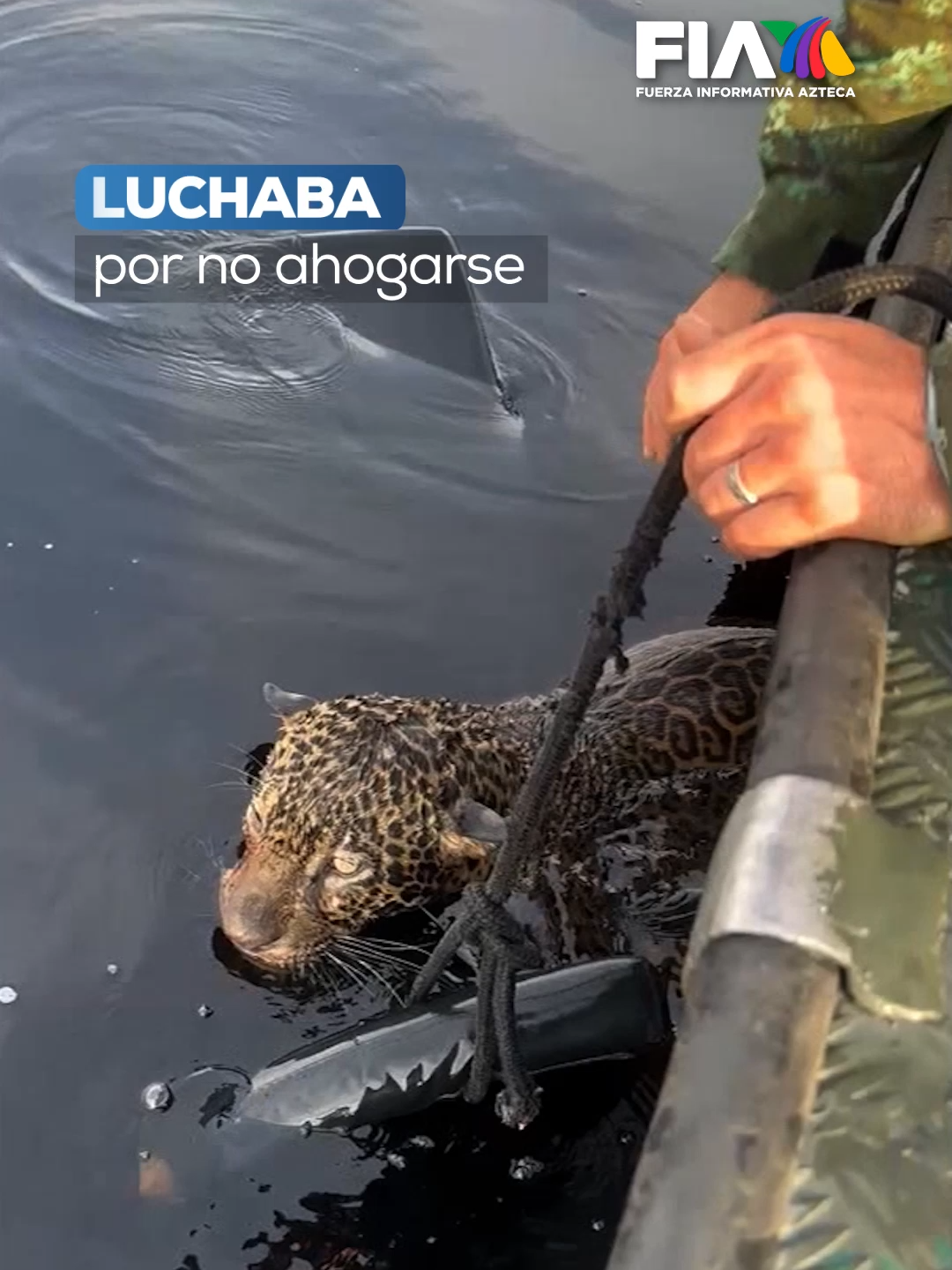 Jaguar herid0 fue rescatado por autoridades en #Brasil  Elementos de la Policía Militar de Amazonas rescató a un jaguar que intentaba cruzar el Río Negro, ubicado en Brasil, luego de que presentó señales de haber sido lesionad0 con arm4 de fueg0. Tras esfuerzos por parte del equipo de rescate, el ejemplar fue capturado en estado débil, por lo que es atendido para sanar sus heridad. #AztecaNoticias #Noticias #Informacion #LoUltimo #UltimasNoticias #Viral #paratí #FIA #Emergencia #LoDescubriEnTikTok #TikTokInforma #TikTokMeHizoVer