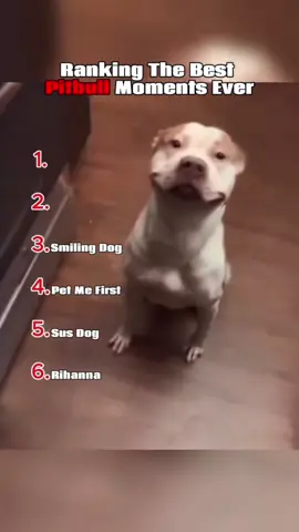 Ranking The Best Pitbull Moments Ever #funny #pitbull #dog #fyp #ranking 