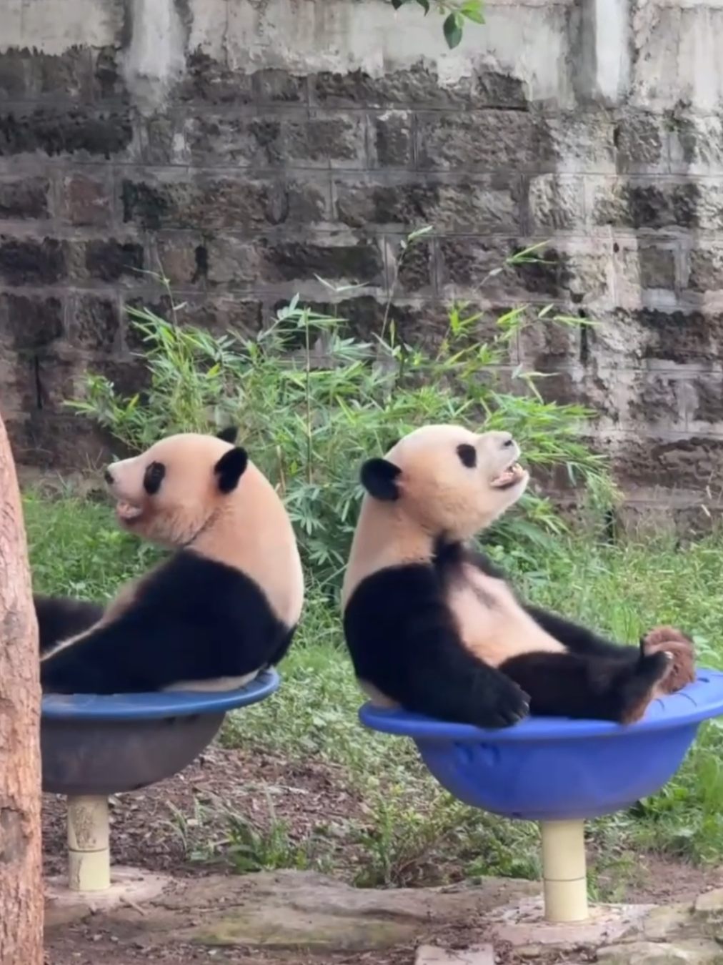 Morning vibe😵#trending #funnyvideos #pandas #cuteanimals #morningvibes 