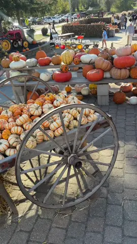 Annual friends fall date at Cider Hill Farm!🍂🍎🍁🧺 #falldate #pumpkinpatch #applepicking #fallaesthetics #fallthingstodo 