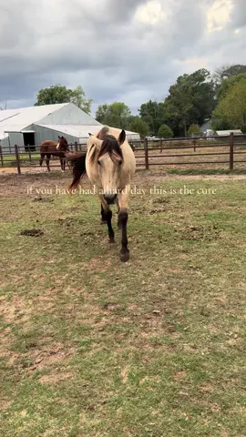 I have the best lovey girl 💖 #horses #horsesontiktok #farmlife #horsegirl #fyp 
