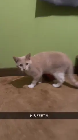 Never seen his grippers grip the stairs like that before. 🤣 #mybabies #orangecatbehavior #buschlite 