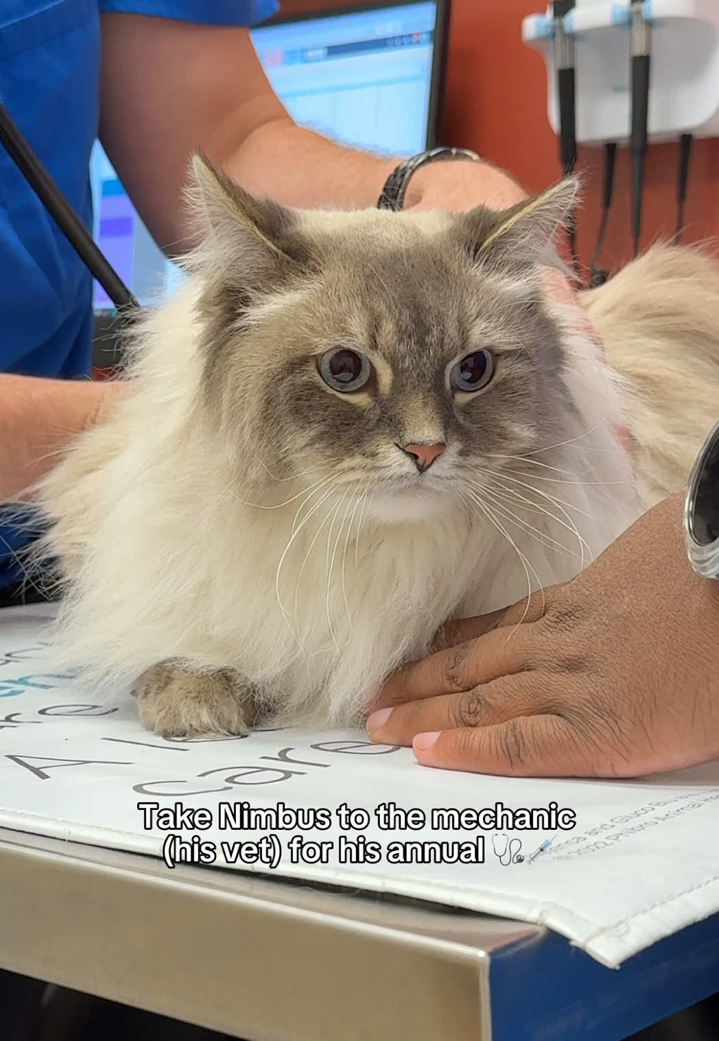 Another yearly inspection has been passed!! We just need to work on improving his aerodynamics a little 🏎️💨 #fyp #viral #siberiancat #cat #foryou #vet 