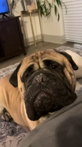 Yes, he knows how to eat from a spoon and no, he’s not getting to eat this again because I know it’s not very good for him, but I just wanted him to try a little bit. He’ll be fine don’t worry.  #asmrvideo #dogasmr #bullmastiff #fypageシ #viralll 