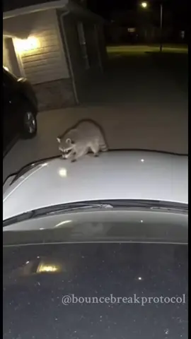 Raccoon accidentally triggers car alarm.  😂😅🚀