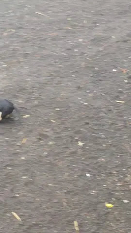 ningun Michi salió herido en este video jajaja 