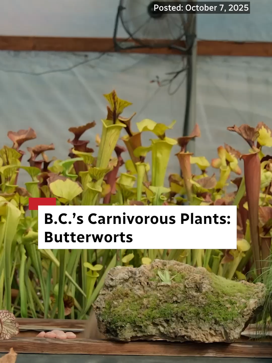 Join Rachael Tancock as she ventures into the bogs of British Columbia in search of some of the most fascinating and fiercest plants on Earth: carnivorous plants. In this episode, Rachael meets plant expert Justin Dunning, who reveals how these curious species have evolved incredible adaptations to survive in nutrient-poor environments by turning to prey.   From sticky traps to hidden pitfalls, we get up close with these remarkable predators and discover that while they may be fierce, they also play a vital role in their ecosystem.  For the full video, check out our YouTube page or CBC.ca/BC. ‘Planting Curiosity’ is a CBC Creator Network series that dives into the wonderful and wild world of plants. #cbcnews #britishcolumbia #plants #plantsoftiktok #nature #bc #creatornetwork
