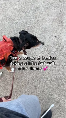 Just a little stroll #fyp #dogsoftiktok #dog #foryoupage #walking 