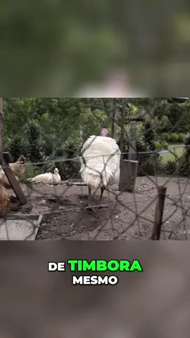 Nossa jornada começa em Pomerode, explorando as raízes e a história da minha família. Compartilhamos memórias e a trajetória até chegarmos aqui, com o sítio do meu pai. Uma imersão na nossa história.