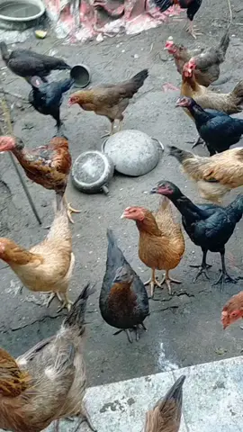 Buổi sáng của đàn gà nhà mình.