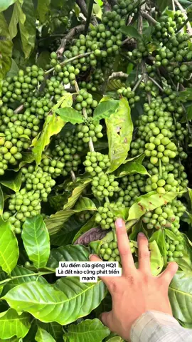 Giống cà HQ1 thoả sức cho anh em khó tính chinh phục#TikTokAwardsVN #càpheHQ1 #HQ1 #eakamat 