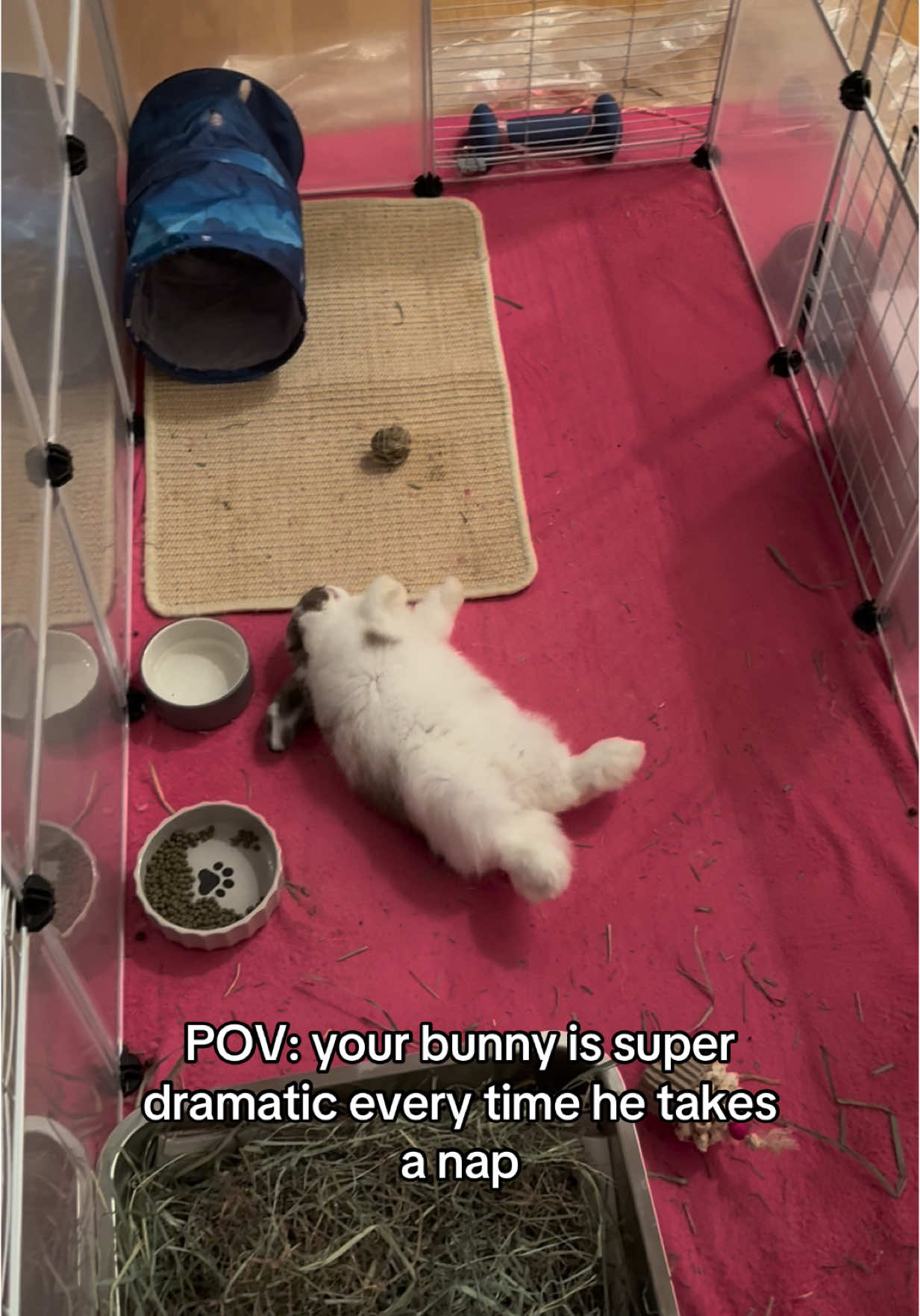 #bunny #rabbit #bunniesoftiktok 