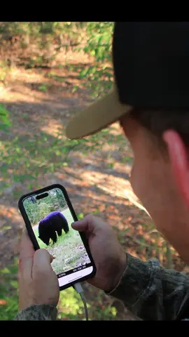 Checking the trail camera on our way in for the hunt to find this 🙃 #feathersandfins #bowhunting #blackbear #bear #hunting 