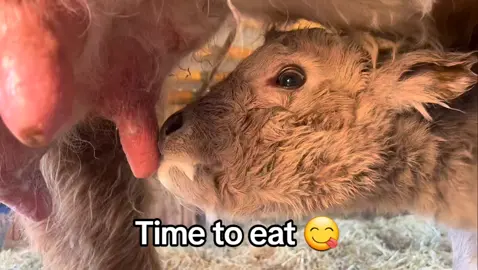 #BabyCalf #HighlandCow #FarmTok 