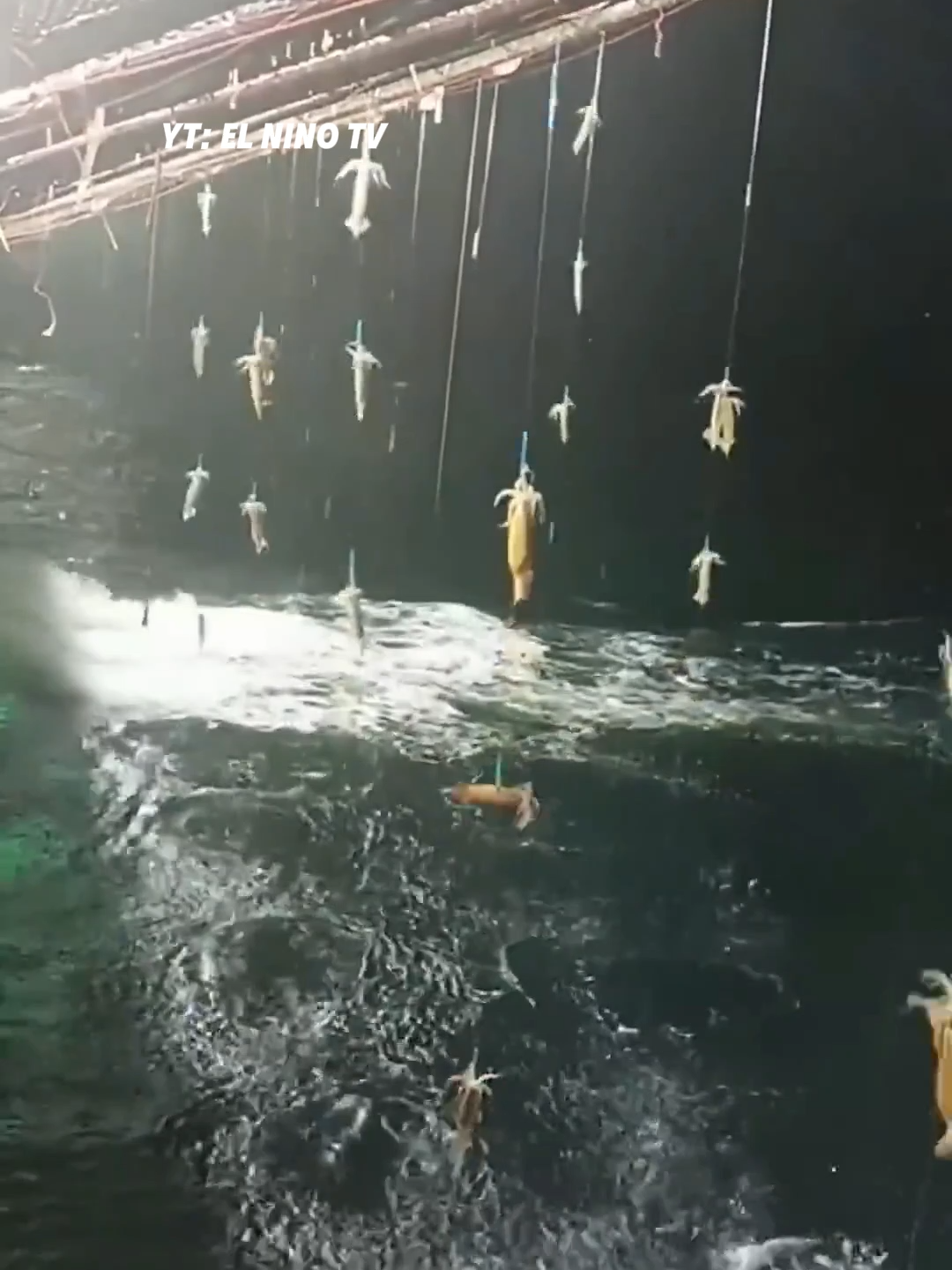 How Squid Jigging Trawlers Catch Tons of Squid at Night 🌊🦑 Follow Our Social Media: TT: @el_nino_tv IG: el_nin0_tv FB: El Nino TV YT: EL NINO TV #squid #fish #fishing #fishingvideo #sea #sealife #nature #ocean #oceanlife #animals #animalsfacts #viral #viralvideo #viraltiktok #trending #fyp #fypシ゚