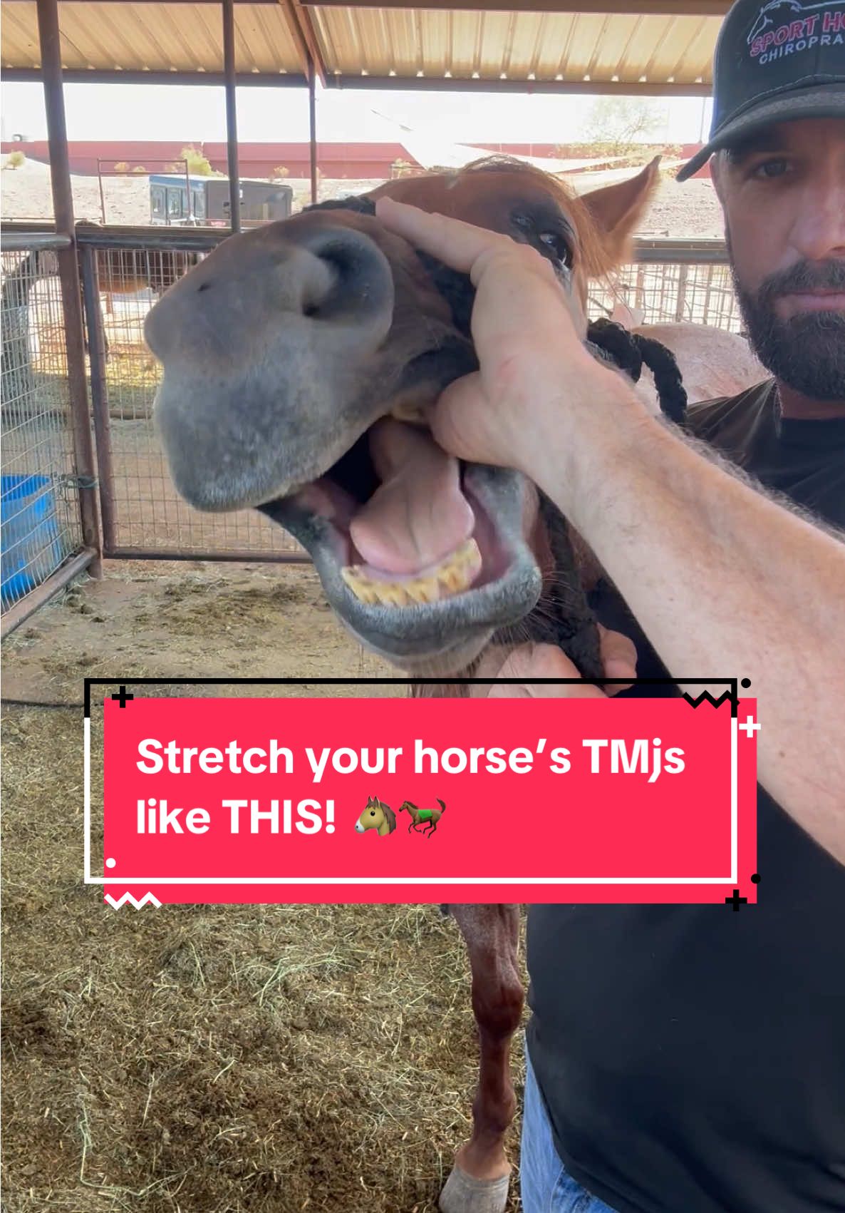 Learn how to properly stretch your horse’s TMJs so they stay comfortable and perform at their best. Want a free stretch from my ebook? Grab it here 👉 sporthorsechiropractic.com/freebie