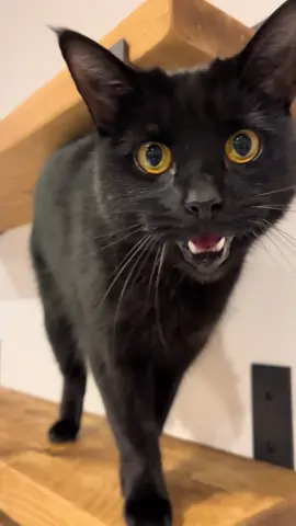 Just a cat on a shelf! I took everything off of it so he could have the shelf to himself 🤗❤️❤️🌻 #blackcat #loud #meowmeow #cat #catsoftiktok 