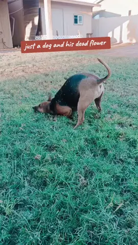 whatever is around really lol#desertvibes🌵☀️🐫 #dogsofttiktok #bubbles #fypシ゚viral 