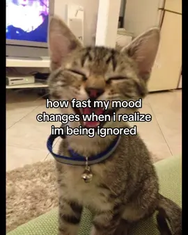 i wanna be seen #vent #xycba #fyp #kitty 