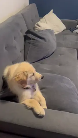 Root root root for the home team! Let’s go @Toronto Blue Jays  #baseball #puppy #goldenretriever #bluejays #dogsofttiktok 