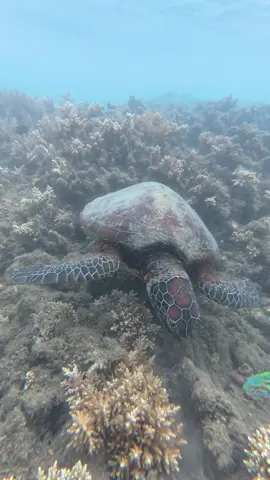 Not to be dramatic but this may have been the best day of my life so far🥲💗🐢 Swimming with turtles has been on my bucket list for as long as I can remember and I CANNOT BELIEVE I have finally done it!!!! Literally the most surreal thing!!🥹 I went to the beach and went for a little snorkel and next think I know I see a little head poke out of the water and I thought SURELY NOT ??? But IT WAS A TURTLE!!! I swam alongside him for 10 minutes just watching him and just thinking how incredible this planet is!! He was just chilling, snacking on some coral (I think?) and just being a completely unbothered king!!! I then went to get my friends so they could also see him and we just couldn’t believe how lucky we were to see such a beautiful part of nature with our two eyes!!! Feeling like the luckiest girl in the entire world and how crazy is it that that little turtle has no idea how happy he made us🥹💘🐢 Currently travelling Aus with @INTRO Travel and literally having the best time in the entire world😭😭😭 The best trip I have ever done for SURE!! (Gifted Trip xx)