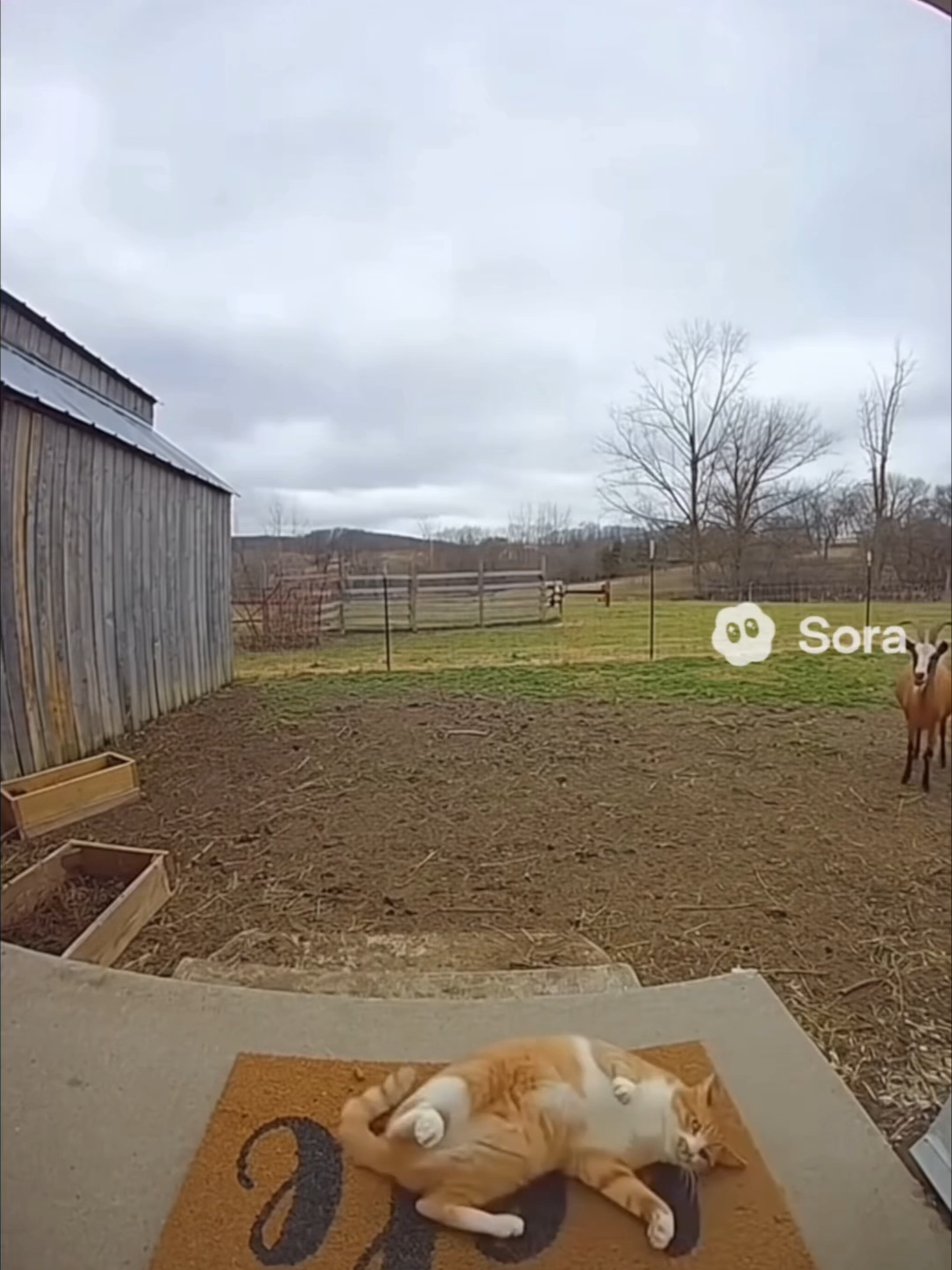 Goat saves cat from eagle attack (caught on Ring camera) Overcast afternoon. Backyard farm. Cat's relaxing in the yard. Eagle swoops down and attacks. They fight. Cat's in trouble. Then the GOAT notices. Charges in at full speed. Headbutts/scares the eagle off. Eagle retreats immediately. Cat's shaken but fine. The goat just saved the day. Your livestock has a better emergency response system than 911. **