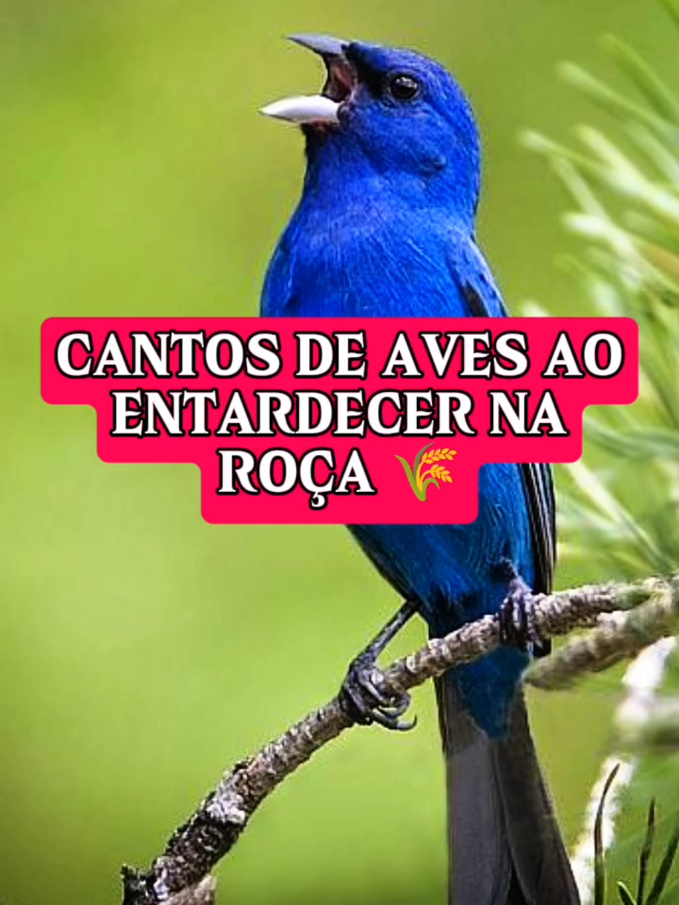 CANTOS DE AVES AO ENTARDECER NA ROÇA 🌾  #passaros #aves #birds #birdlife 