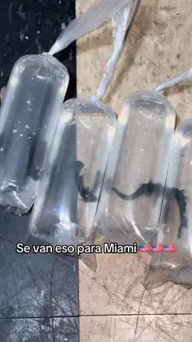 Se van eso para Miami 🇺🇸🇺🇸🇺🇸#bettafighterbetta_ #bettafighterbetta #bettafighterbetta1  #LIVEIncentiveProgram #LIVECareer 